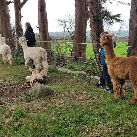 Tom's Alpaca Hostel