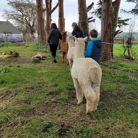 Tom's Alpaca Hostel Mooncoin