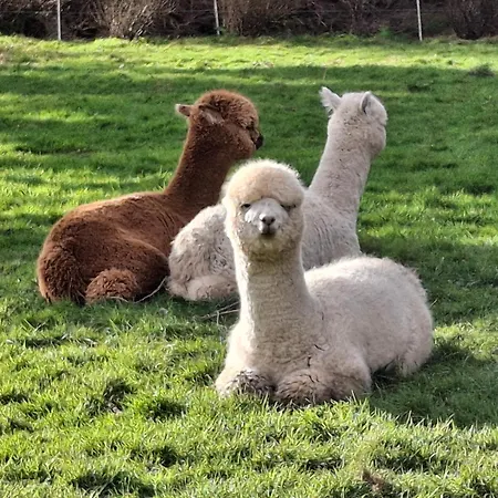 Tom's Alpaca