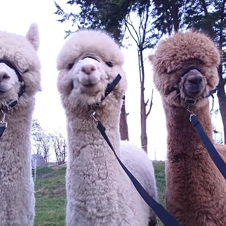 Tom's Alpaca *